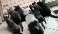 开云足球直播-绿茵场外的德比，新西兰击败澳大利亚背后的南半球足球暗战