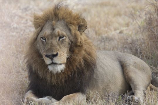 关于撒索罗在比赛中表现出色实力的信息